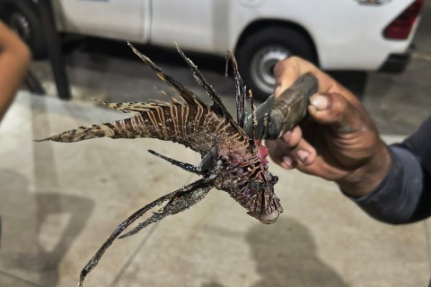 Peixe-leão é capturado em Guamaré e incidente reforça alerta sobre a espécie invasora